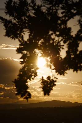 Sunset on the hills with a tree