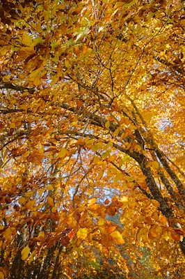 Canfaito beech forest