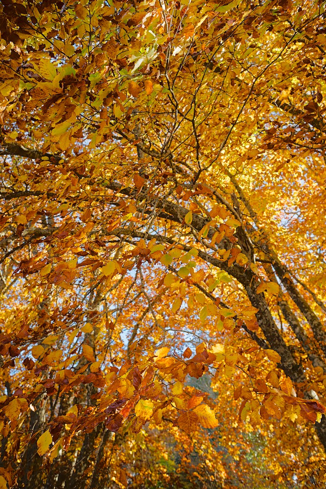 Canfaito beech forest