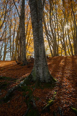 Canfaito beech forest