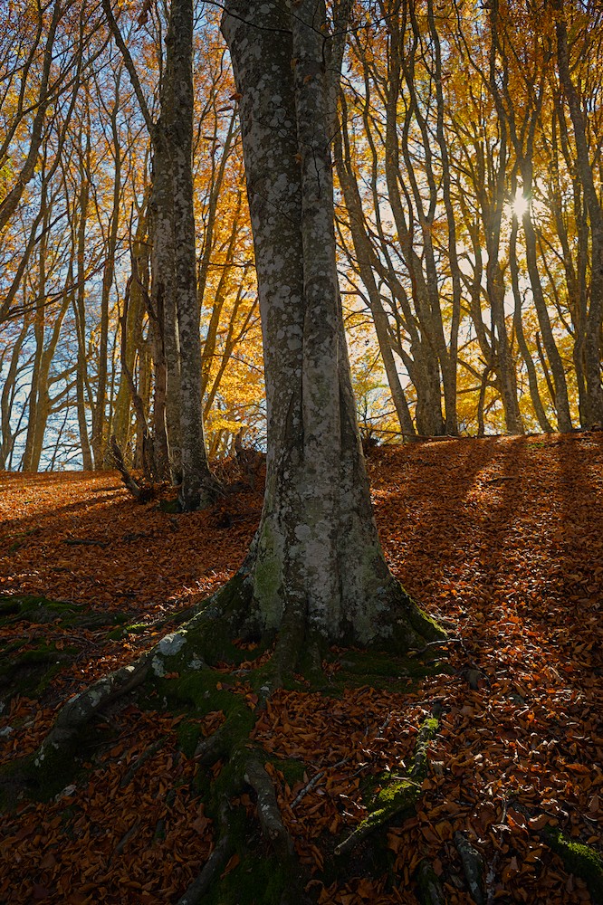 Canfaito beech forest