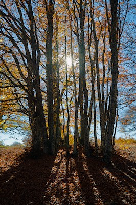 Canfaito beech forest