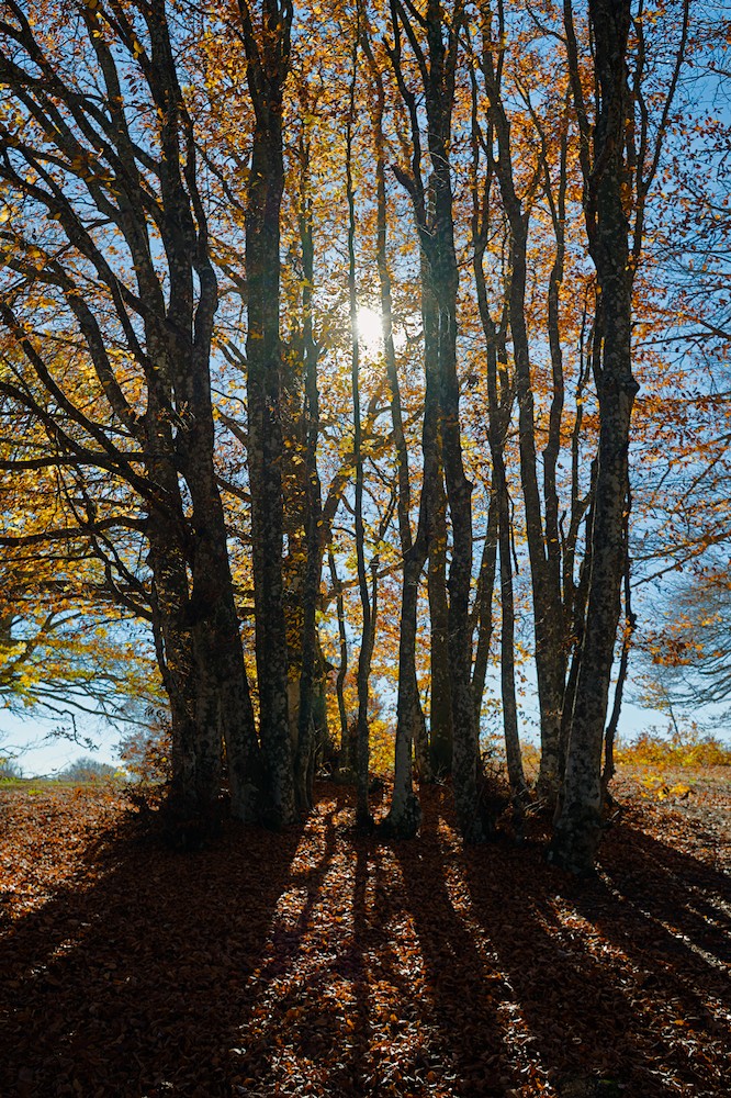 Canfaito beech forest