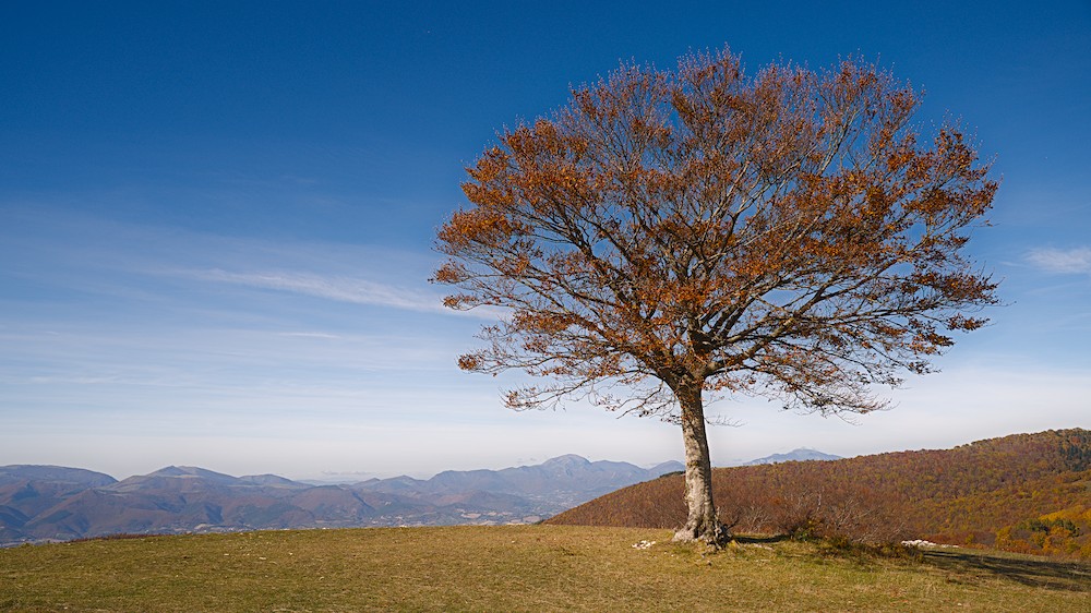 Canfaito beech forest