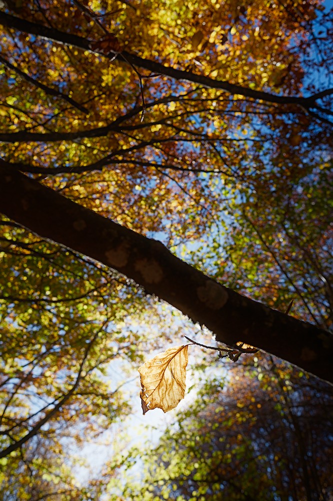 Canfaito beech forest
