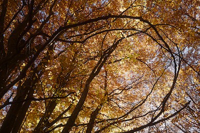 Canfaito beech forest