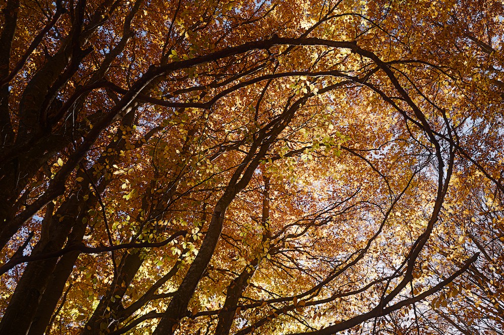 Canfaito beech forest