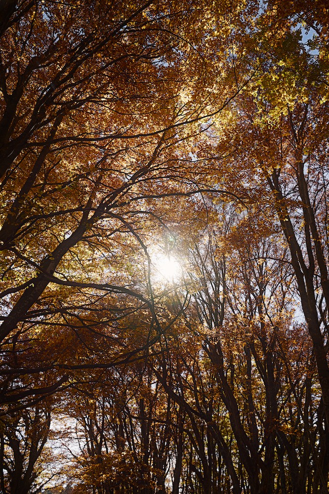 Canfaito beech forest
